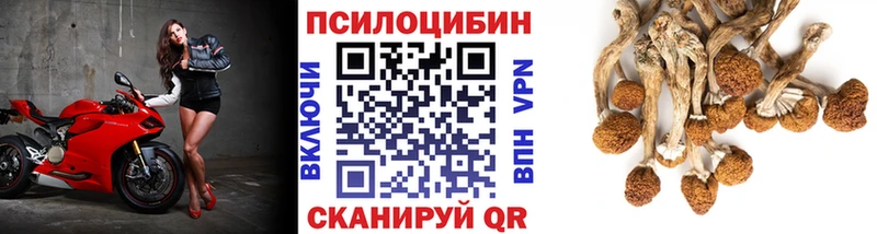 Псилоцибиновые грибы Cubensis Сыктывкар